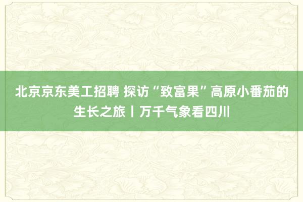 北京京东美工招聘 探访“致富果”高原小番茄的生长之旅丨万千气象看四川